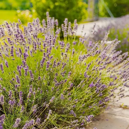 Almavirag Pihenohaz By Bltn Siófok