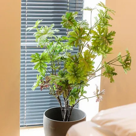 Almavirag Pihenohaz By Bltn Apartman