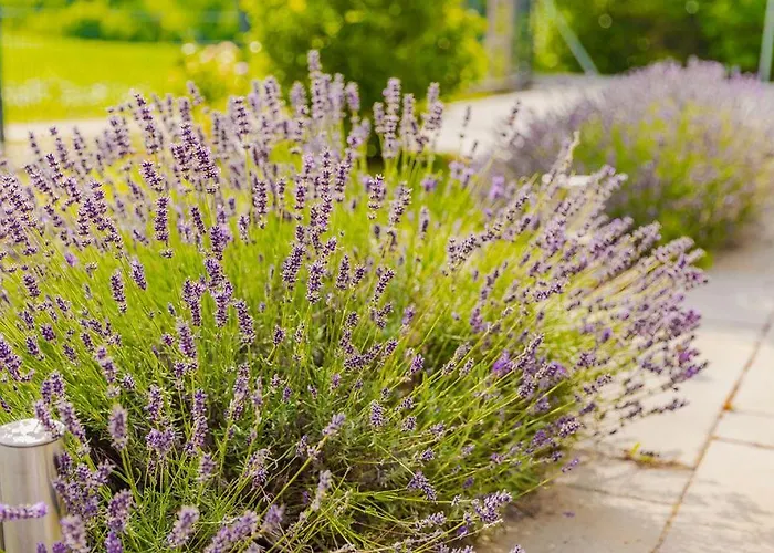 Almavirag Pihenohaz By Bltn シオーフォク